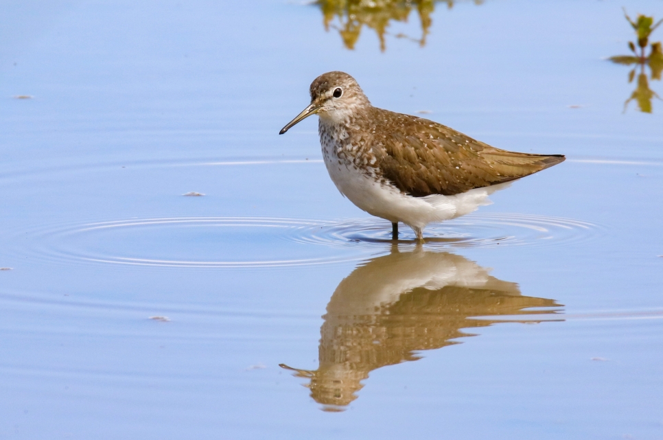 Latest Sightings
